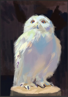 Panis-Gulia-Animatia-104